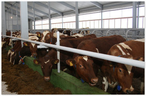Инвестиционный проект агрофирмы Коми в молочный цех и теплицы