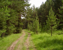 Власти Татарстана помогут лесом новому деревообрабатывающему заводу 