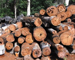 ЕС и Индонезия заключили соглашение по импорту древесины.