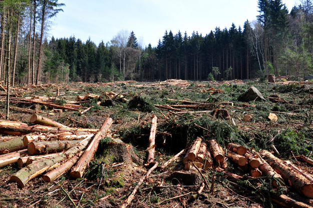 Адыгея рассчитывает восстановить деревообрабатывающую отрасль с помощью господдержки