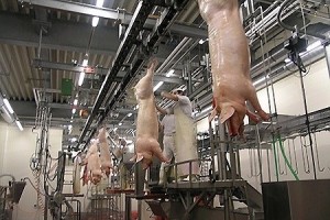 Как открыть мясоперерабатывающий цех?