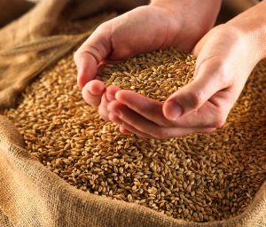 Самарская область стала лидером по объемам намолоченного зерна в ПФО