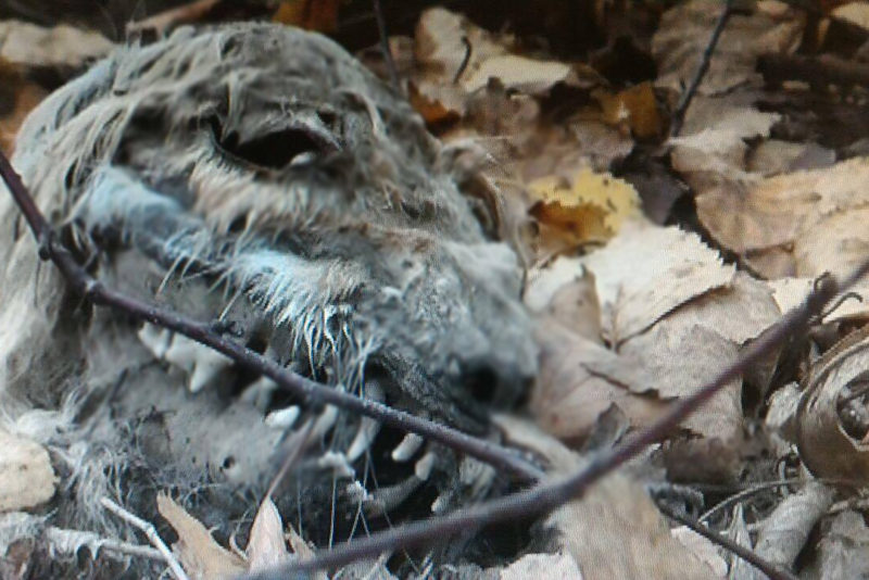 Под Костромой жуткие останки вызвали слухи о чудовище чупакабре
