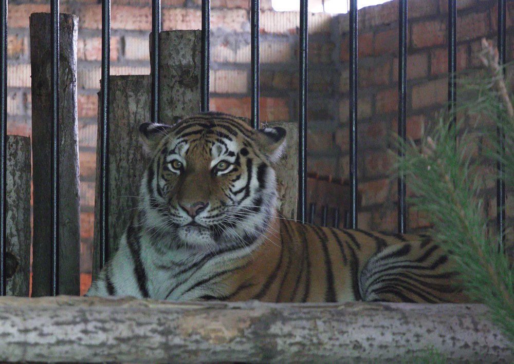 В Самарском зоопарке открыли новый вольер для амурских тигров