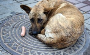 На отлов бездомных собак в Елабуге выделят около 150 тыс. рублей