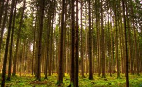 Челнинские чиновники с соучастниками украли в Елабужском лесничестве больше трех гектаров леса