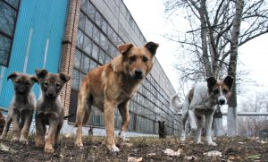 Власти Самары заплатят 9 миллионов рублей за отлов 7 тысяч бродячих собак