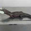 В самарском аэропорту изъяли чучело крокодила
