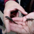 В самарском пруду Сухой обнаружили краснокнижных тритонов