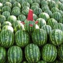 В Самару не пропустили крупную партию казахстанских арбузов