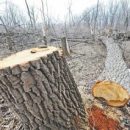 У «Арго-Моторс» заберут участок на Сорокиных Хуторах