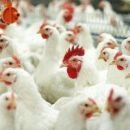Инвесторы хотят вложить средства в развитие Сергиевской птицефабрики