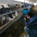 Ирменские коровы удивили китайского журналиста